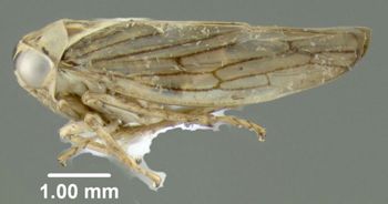 Media type: image;   Entomology 618922 Aspect: habitus lateral view